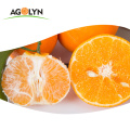 Süßer Geschmack High Vitamin C Frische Orange / WO Tangerine